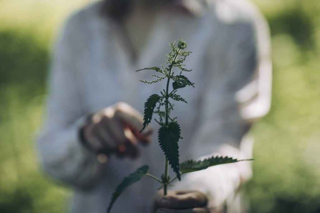 Woman holding a wild herb