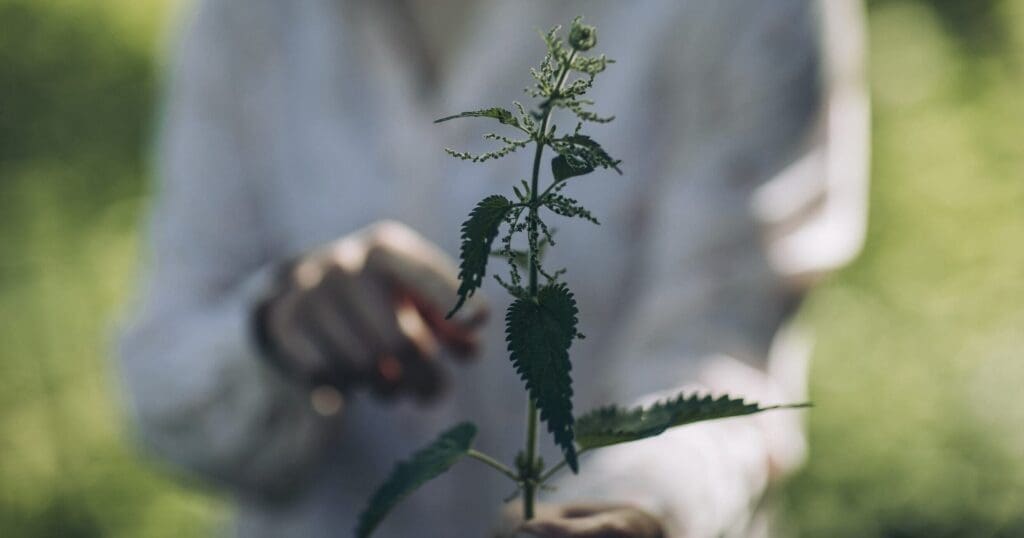 Woman holding a wild herb