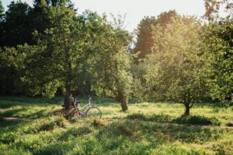 Bicycles leaning against an apple tree on a sunny summer day